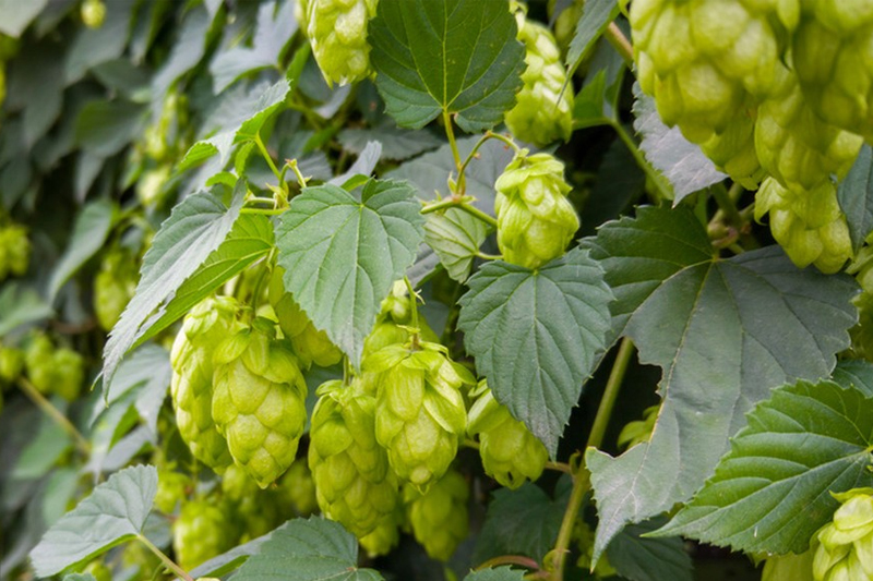 <b>How Hops Are Called Brewing Stars</b>